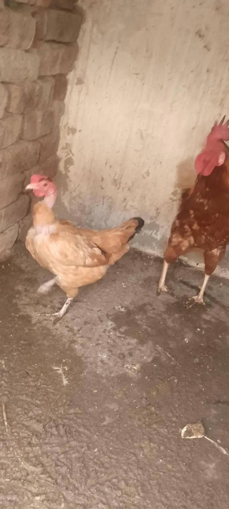 Dasi chicken for sale only 3000 — photo 9