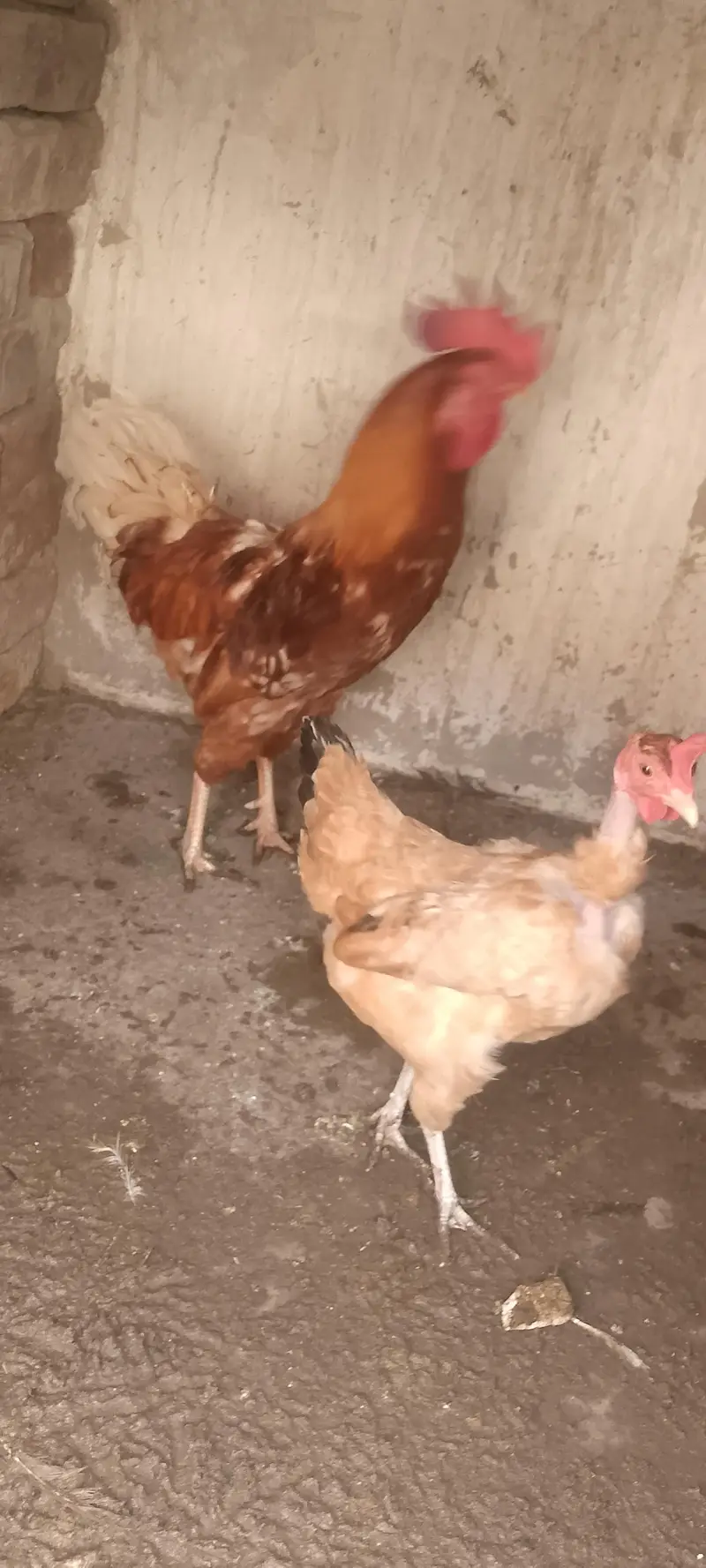 Dasi chicken for sale only 3000 — photo 11