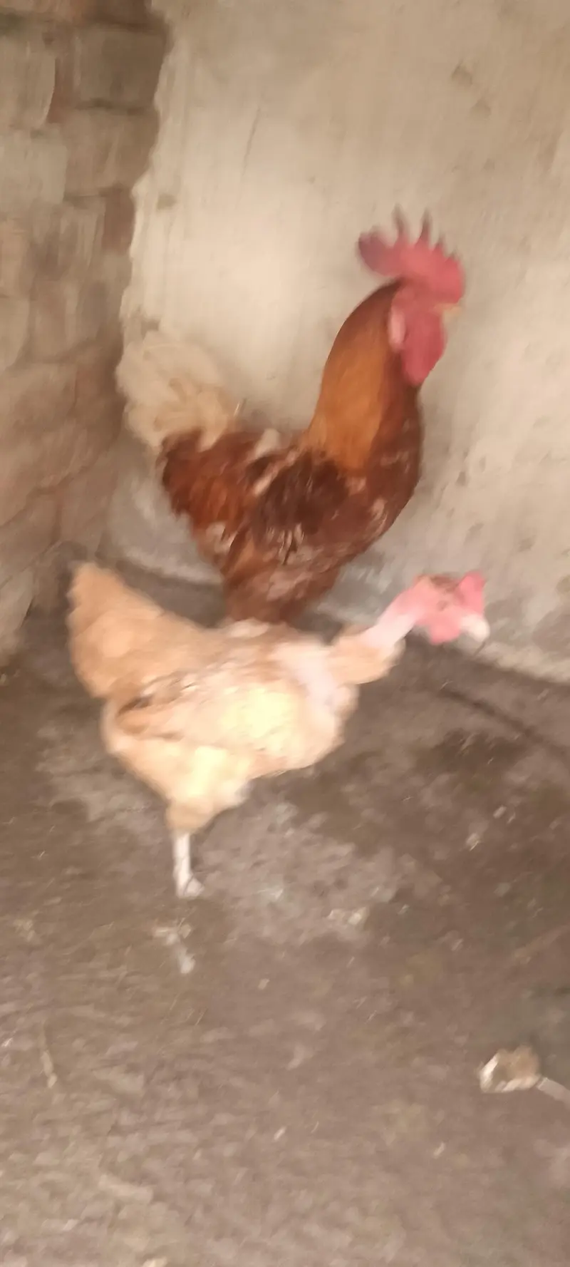 Dasi chicken for sale only 3000 — photo 12