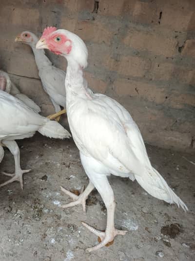 Aseel Heera Chicks