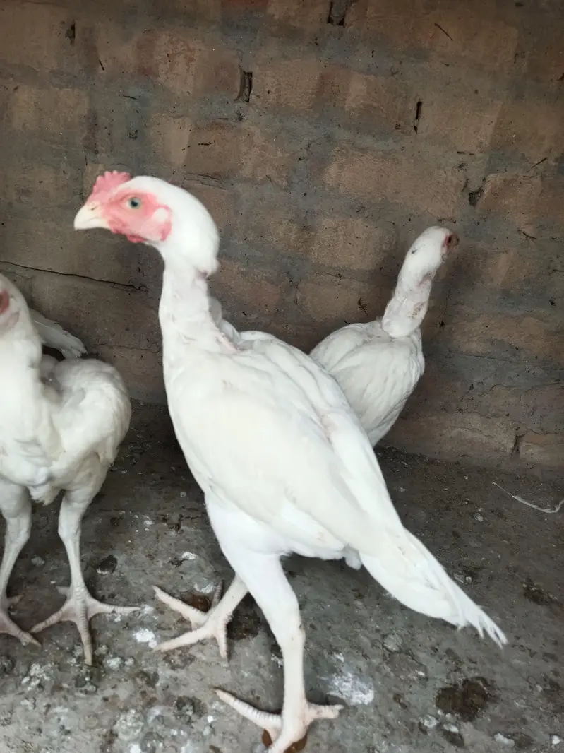 Aseel Heera Chicks — photo 2