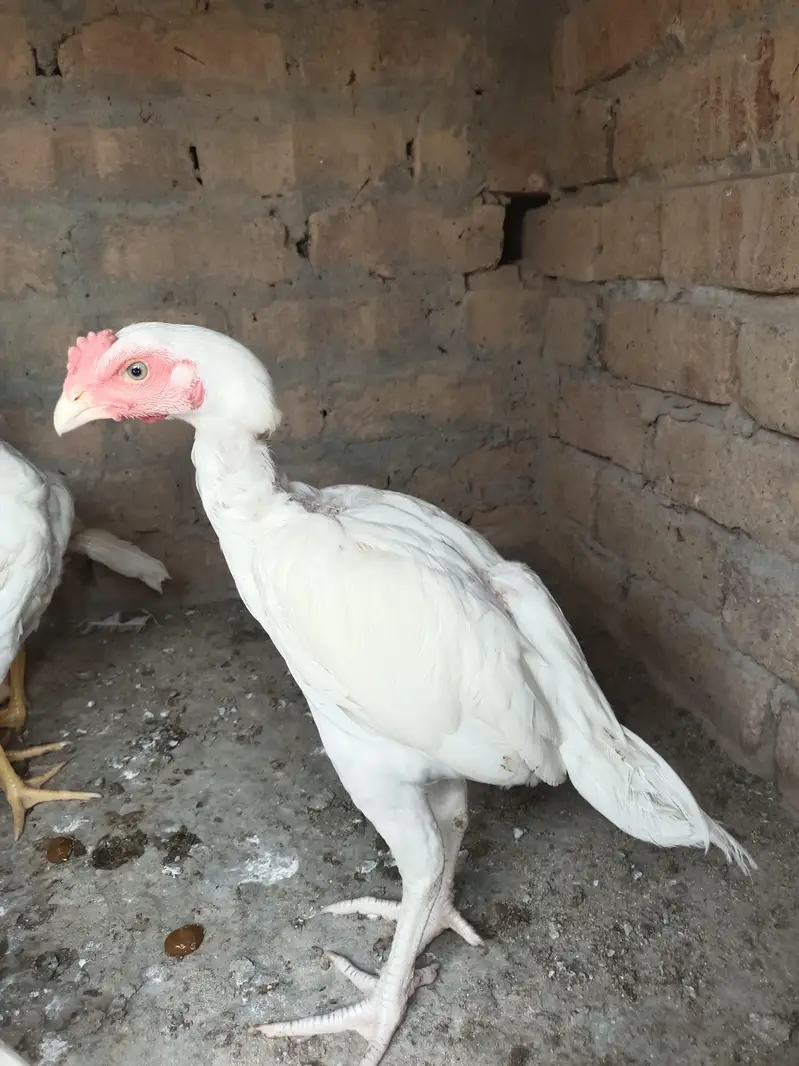 Aseel Heera Chicks — photo 3