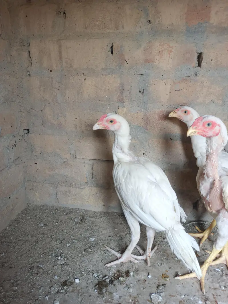 Aseel Heera Chicks — photo 4