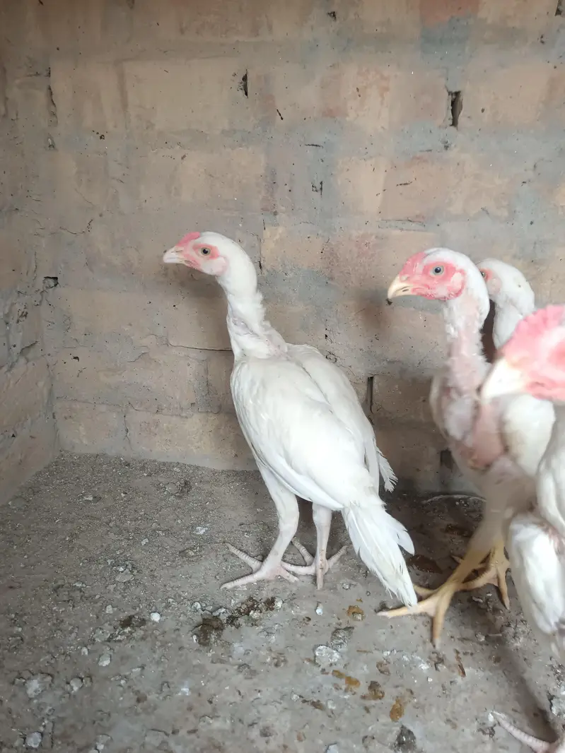 Aseel Heera Chicks — photo 5