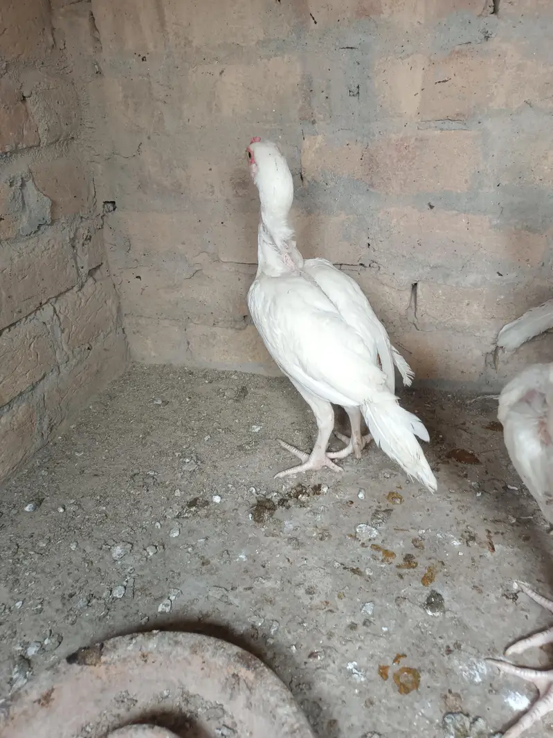 Aseel Heera Chicks — photo 6