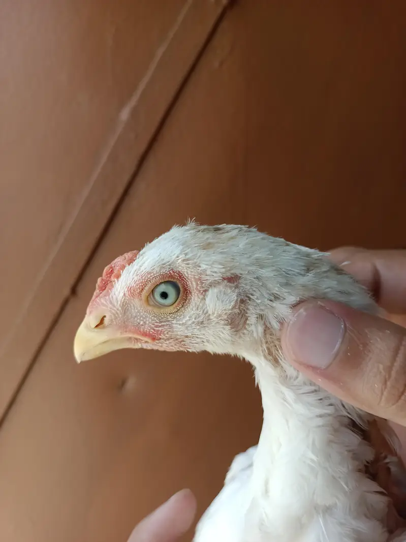Aseel Heera Chicks — photo 7