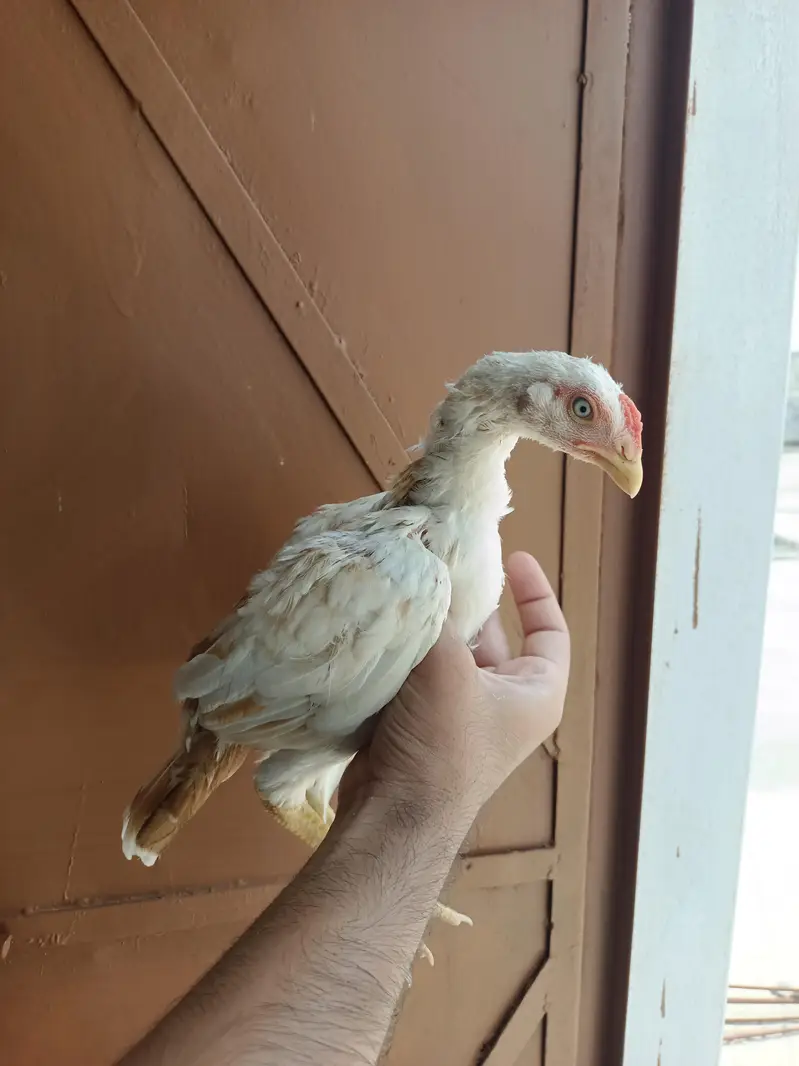 Aseel Heera Chicks — photo 8