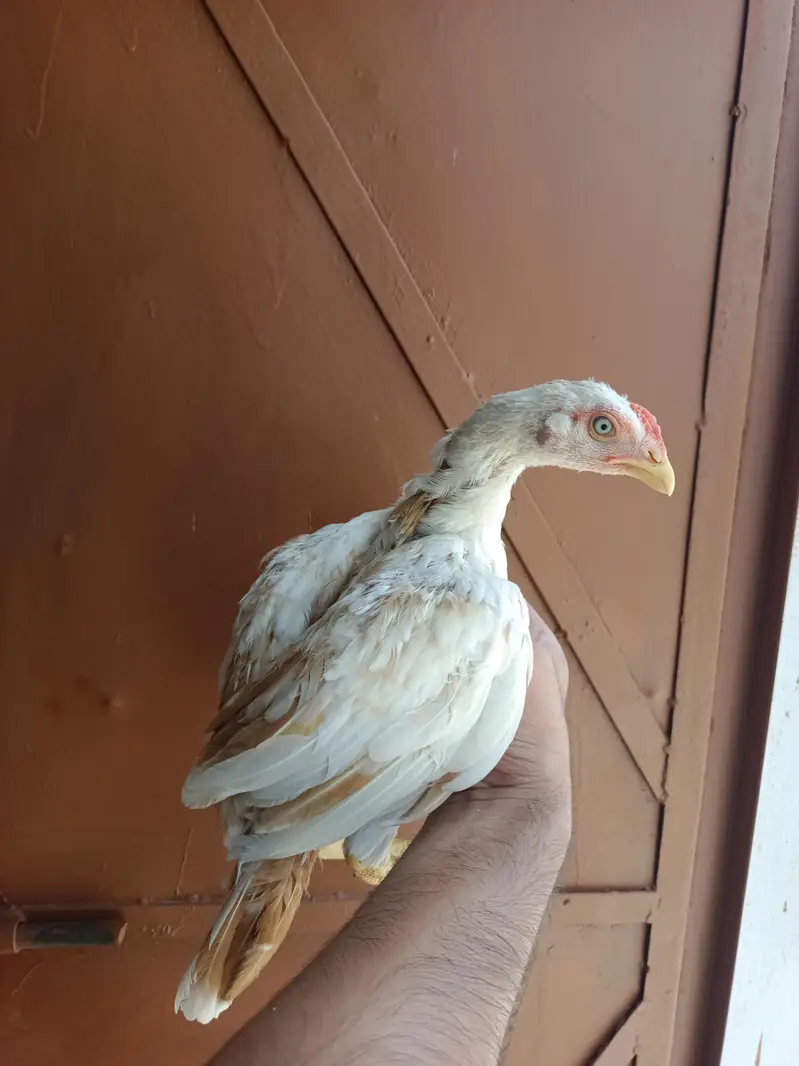 Aseel Heera Chicks — photo 9