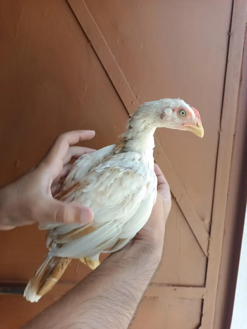 Aseel Heera Chicks — photo 10