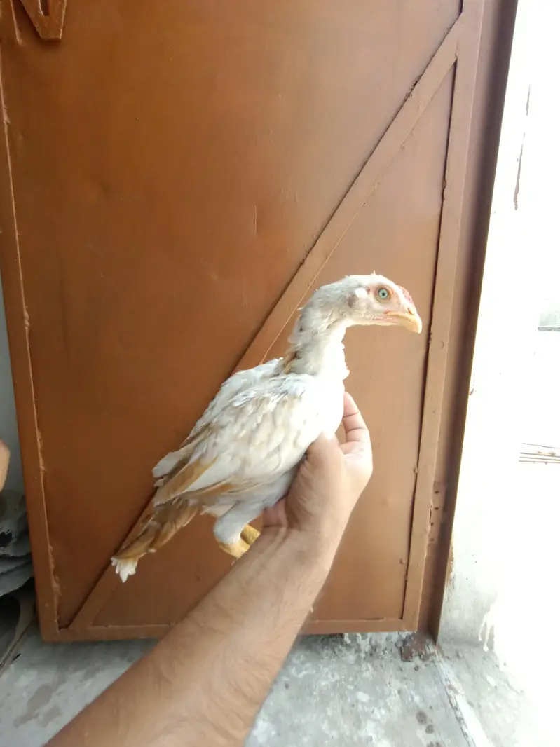 Aseel Heera Chicks — photo 11
