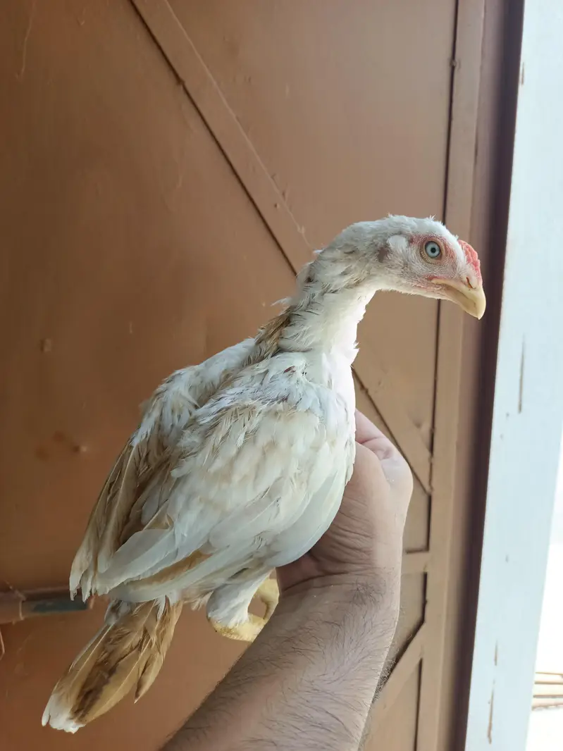 Aseel Heera Chicks — photo 12