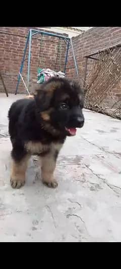 German shepherd Puppies