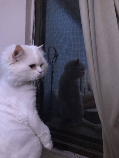 Male persian Punch Face and Female Persian cat