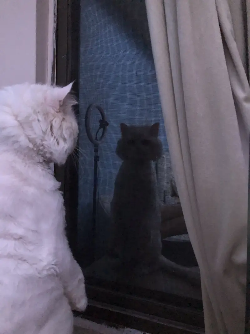 Male persian Punch Face and Female Persian cat — photo 2