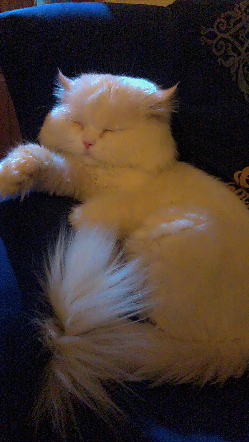 Male persian Punch Face and Female Persian cat — photo 3