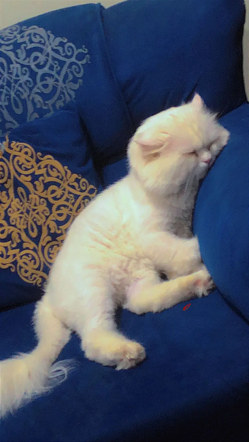 Male persian Punch Face and Female Persian cat — photo 4