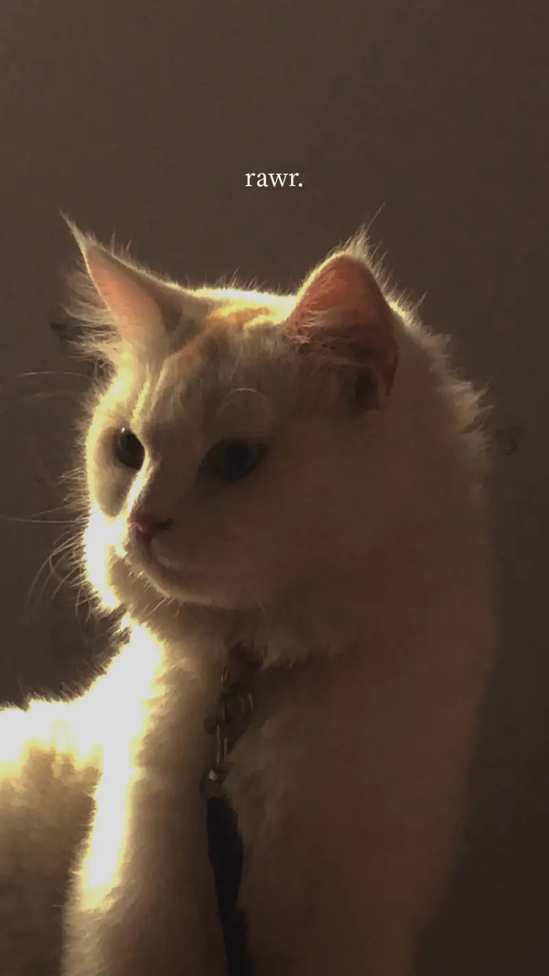 Male persian Punch Face and Female Persian cat — photo 5