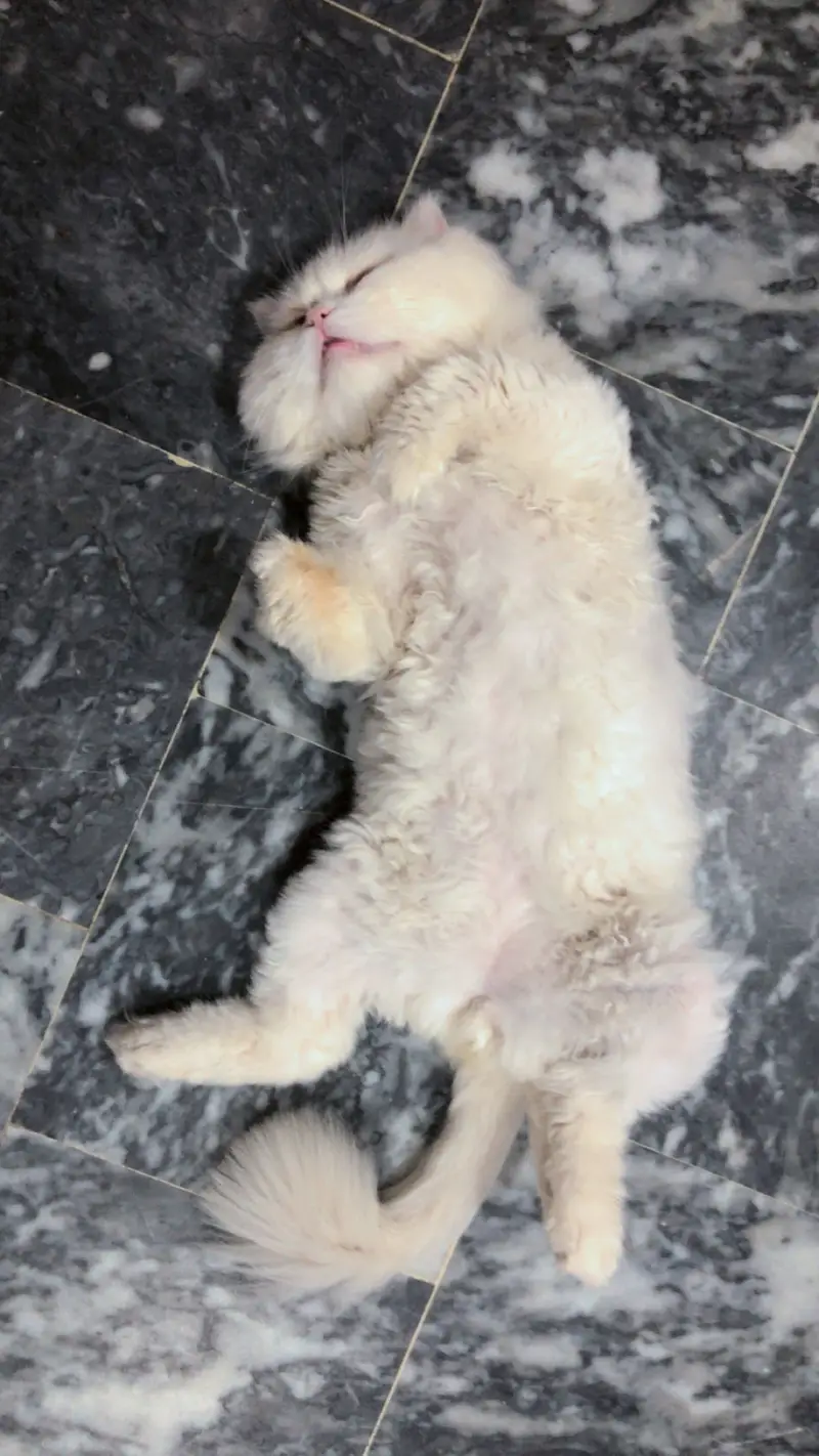 Male persian Punch Face and Female Persian cat — photo 6