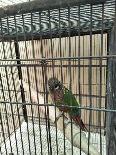  Beautiful & Healthy Parrots and Birds Available in Multan 