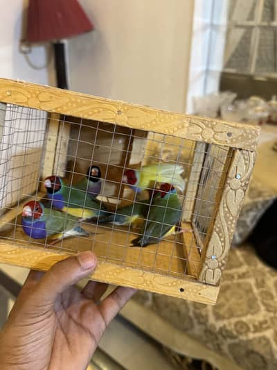 Gouldian pieces and bourki pair For sale looking for new shed