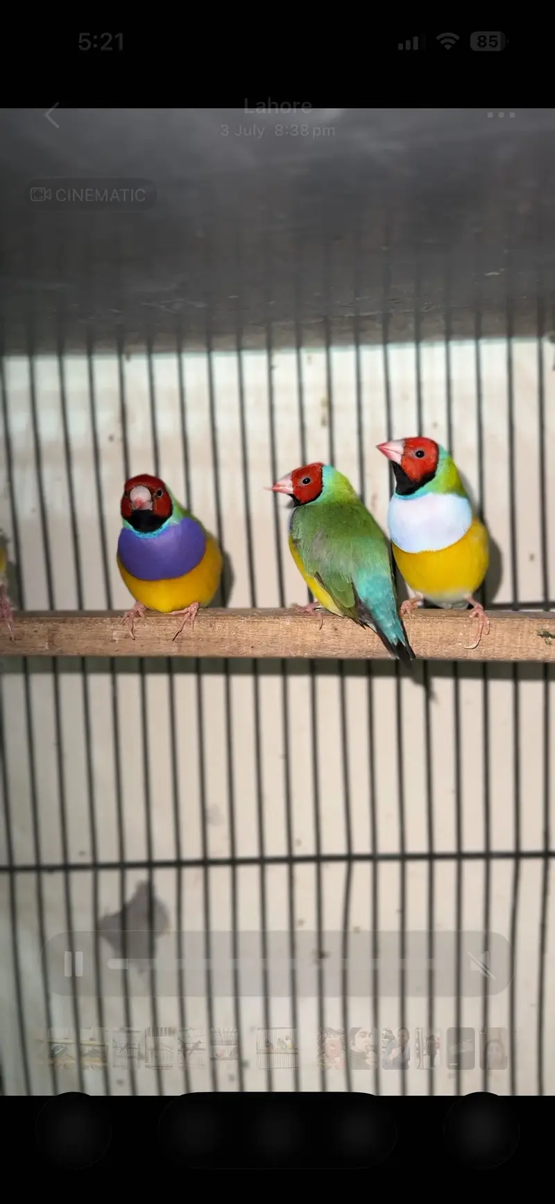 Gouldian pieces and bourki pair For sale looking for new shed — photo 2
