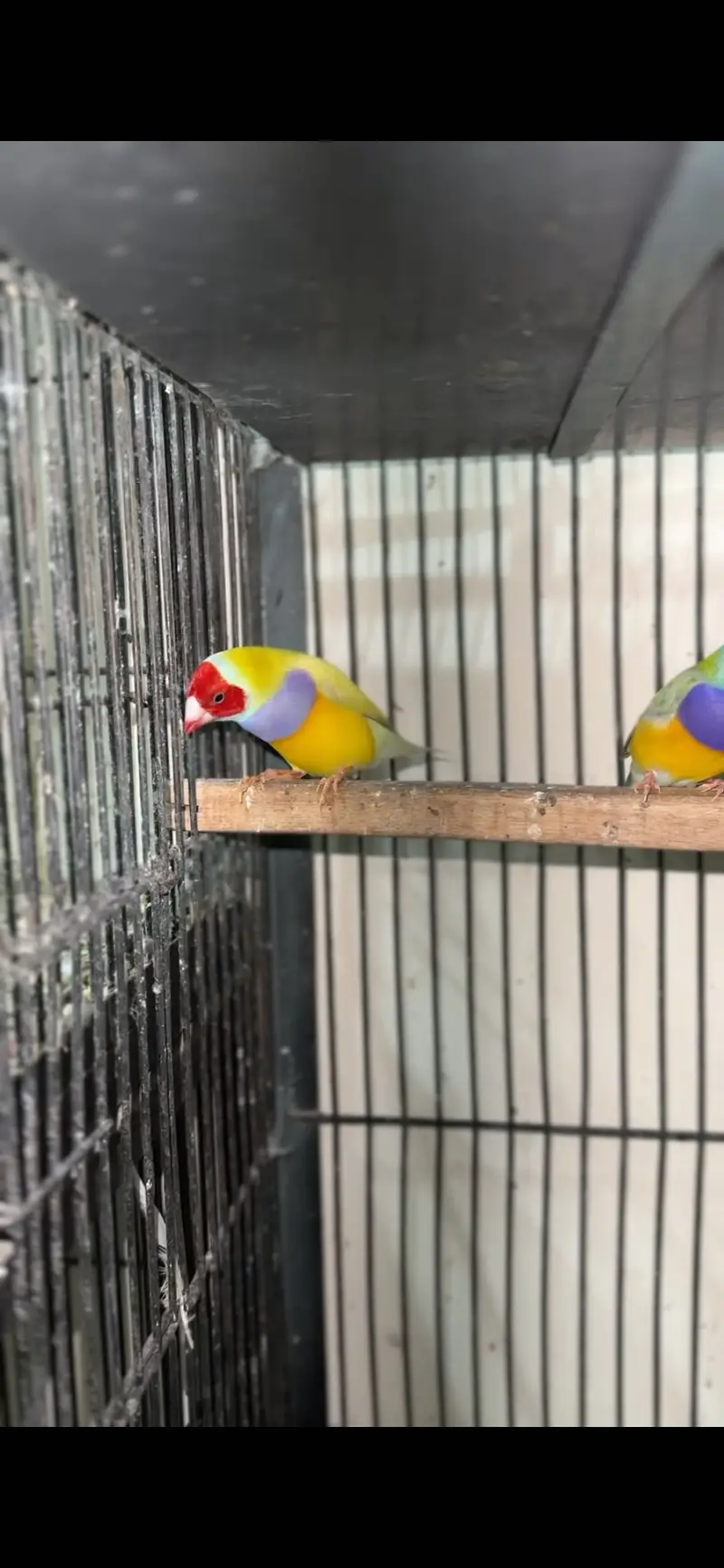 Gouldian pieces and bourki pair For sale looking for new shed — photo 3