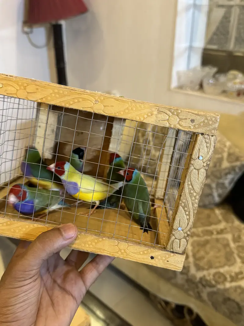 Gouldian pieces and bourki pair For sale looking for new shed — photo 4