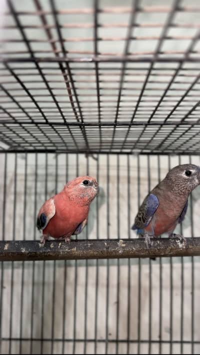 Burki/bourki breeder pair For sale looking for new shed