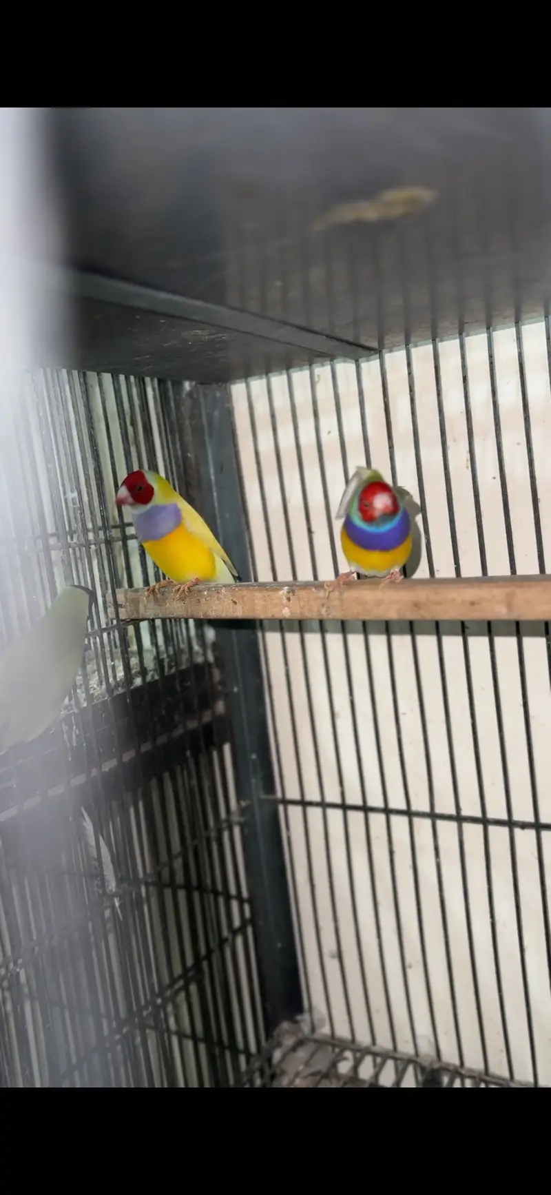 Gouldian pieces and bourki pair For sale looking for new shed — photo 6