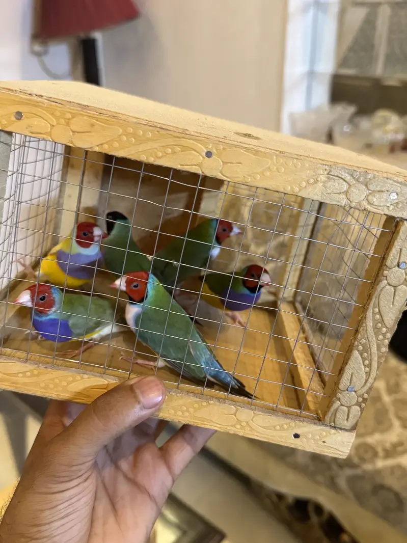 Gouldian pieces and bourki pair For sale looking for new shed — photo 7