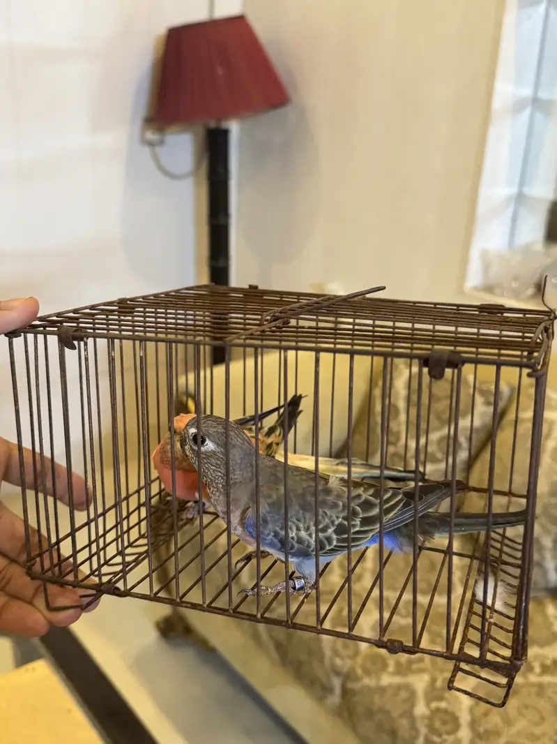 Gouldian pieces and bourki pair For sale looking for new shed — photo 8