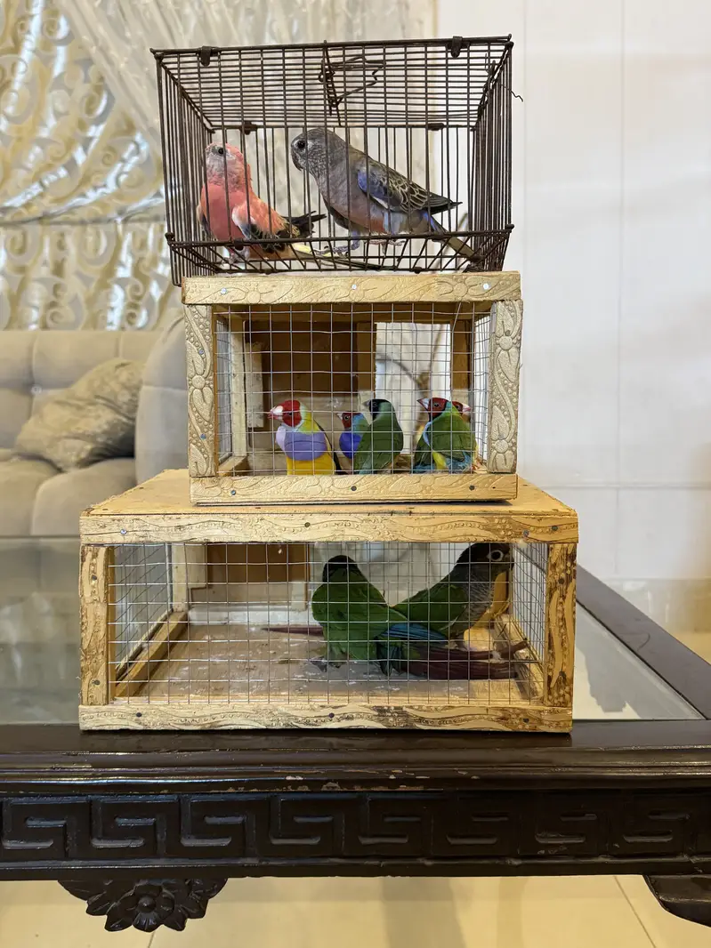 Gouldian pieces and bourki pair For sale looking for new shed — photo 10