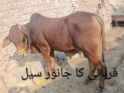 beautiful Bulls for sale Description: