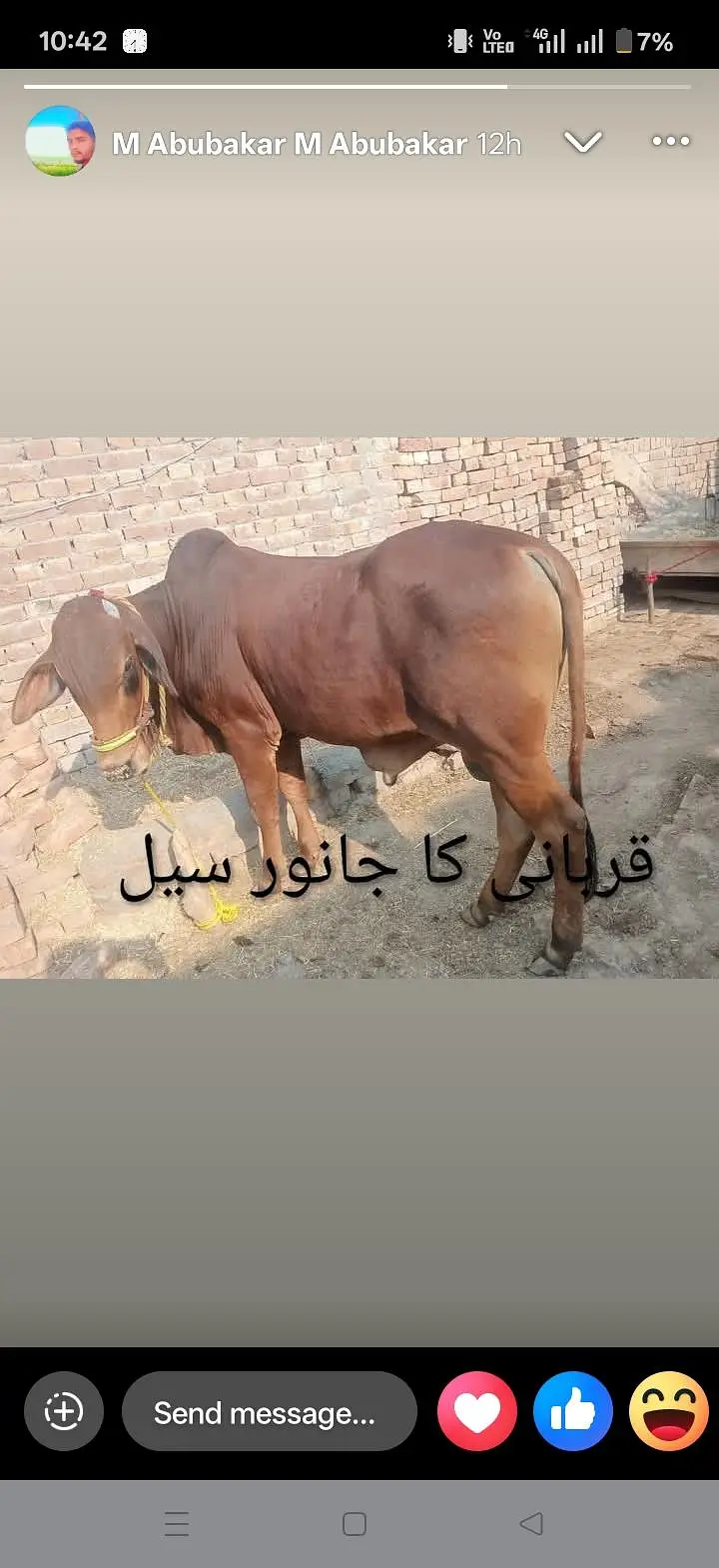 beautiful Bulls for sale Description: — photo 2