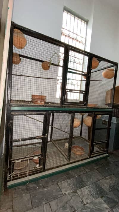 Birds cage