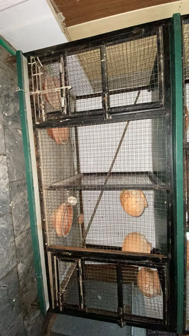 Birds cage — photo 2