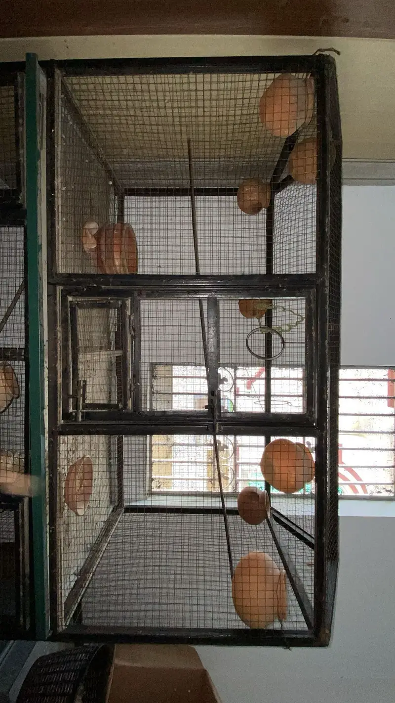 Birds cage — photo 3
