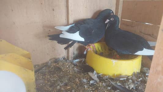 Urgent Fancy pigeons Pairs for Sale