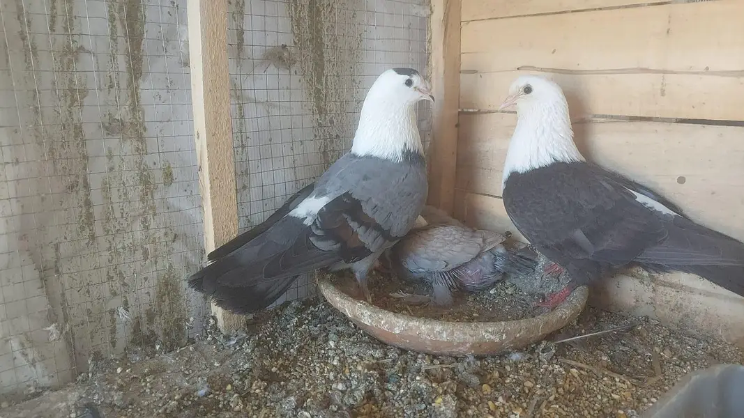 Urgent Fancy pigeons Pairs for Sale — photo 2