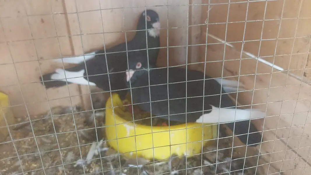 Urgent Fancy pigeons Pairs for Sale — photo 3