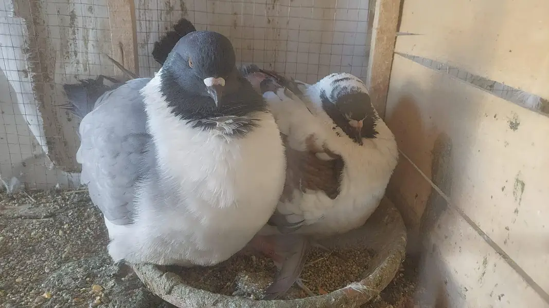 Urgent Fancy pigeons Pairs for Sale — photo 4