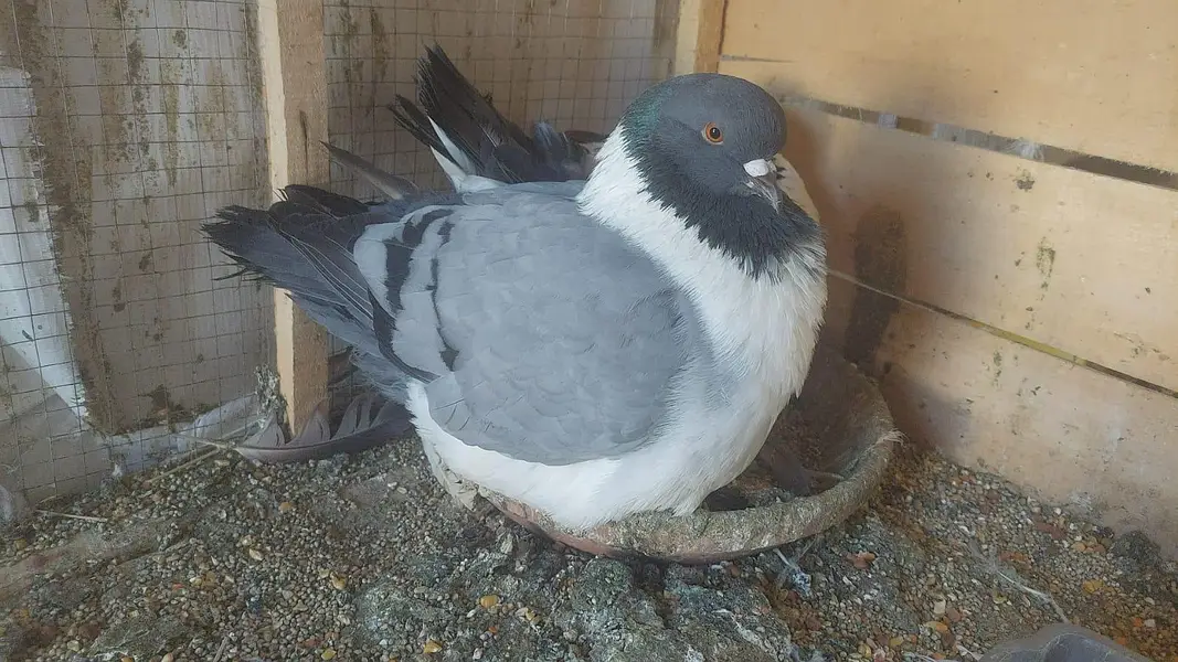 Urgent Fancy pigeons Pairs for Sale — photo 5