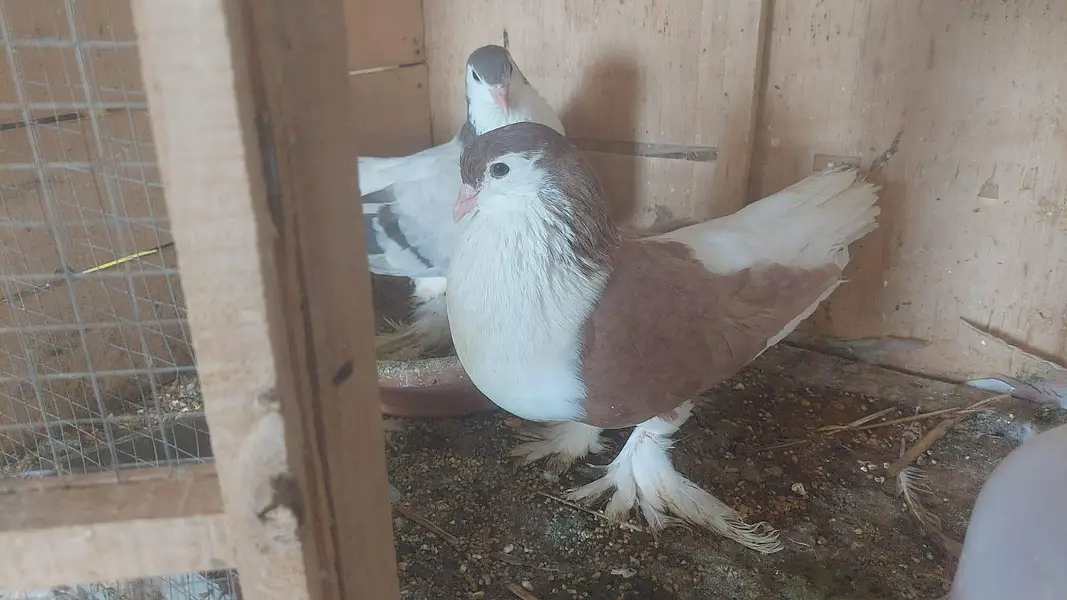 Urgent Fancy pigeons Pairs for Sale — photo 6