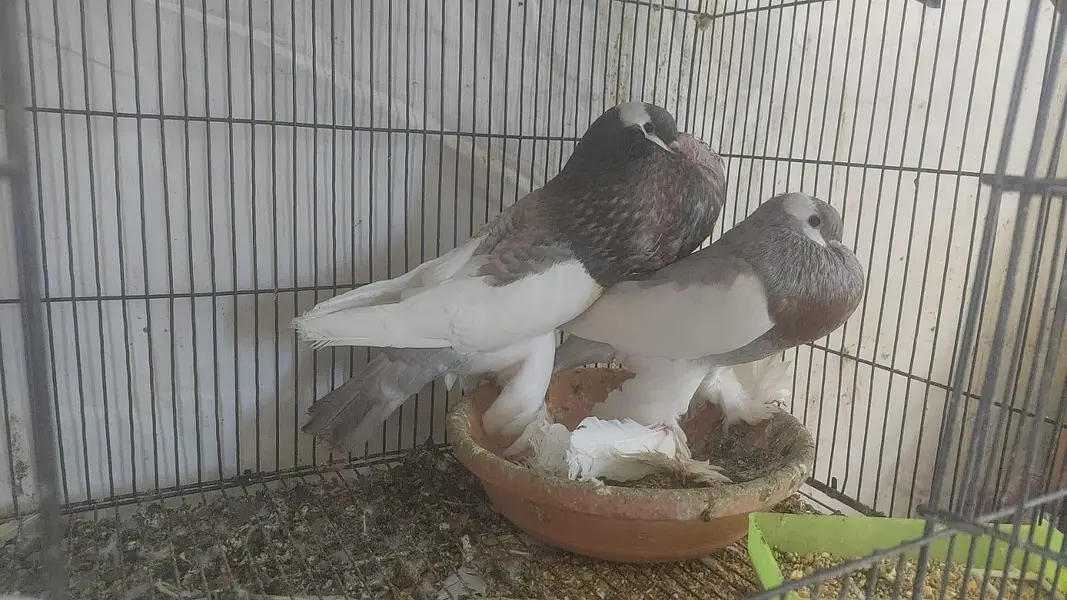 Urgent Fancy pigeons Pairs for Sale — photo 7