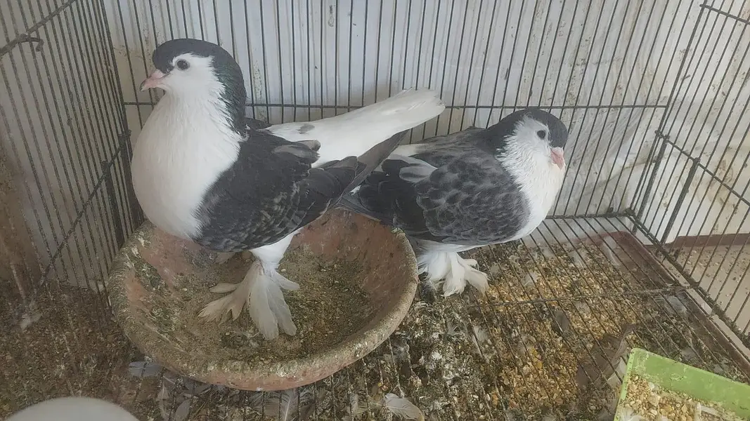 Urgent Fancy pigeons Pairs for Sale — photo 8