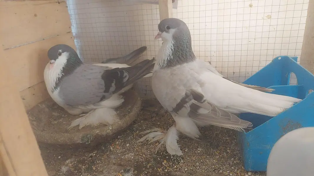 Urgent Fancy pigeons Pairs for Sale — photo 9