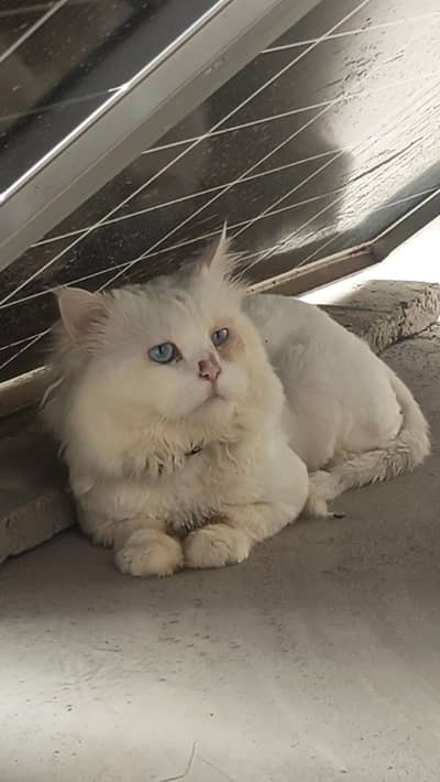 Blue Eyes male