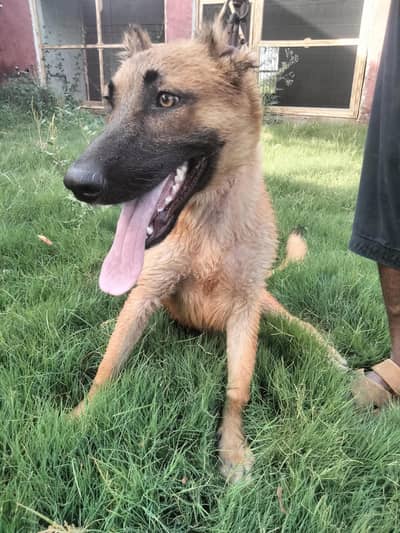 king Alabai available in Sargodha city 6 months