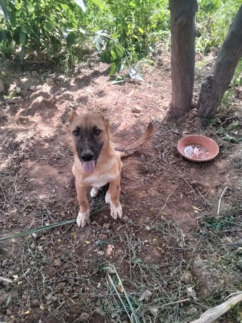 king Alabai available in Sargodha city 6 months — photo 2