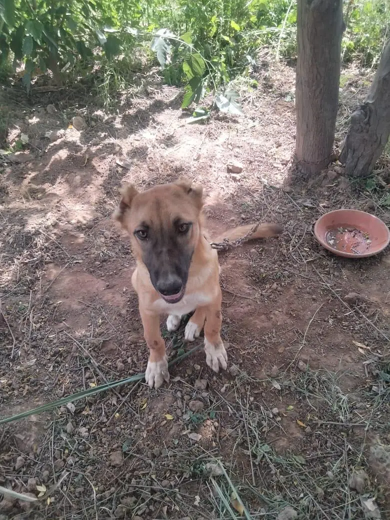 king Alabai available in Sargodha city 6 months — photo 3